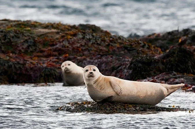 Excursion d'une journée en petit groupe au parc national de Snaefellsnes