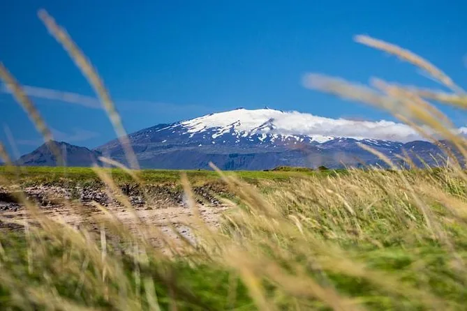Snæfellsjökull glacier beyond tall grass under a blue sky
