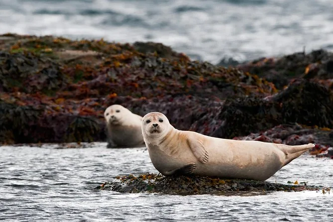 Two seals resting on a rock in the sea